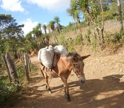 Honduras Organic Guama Danta